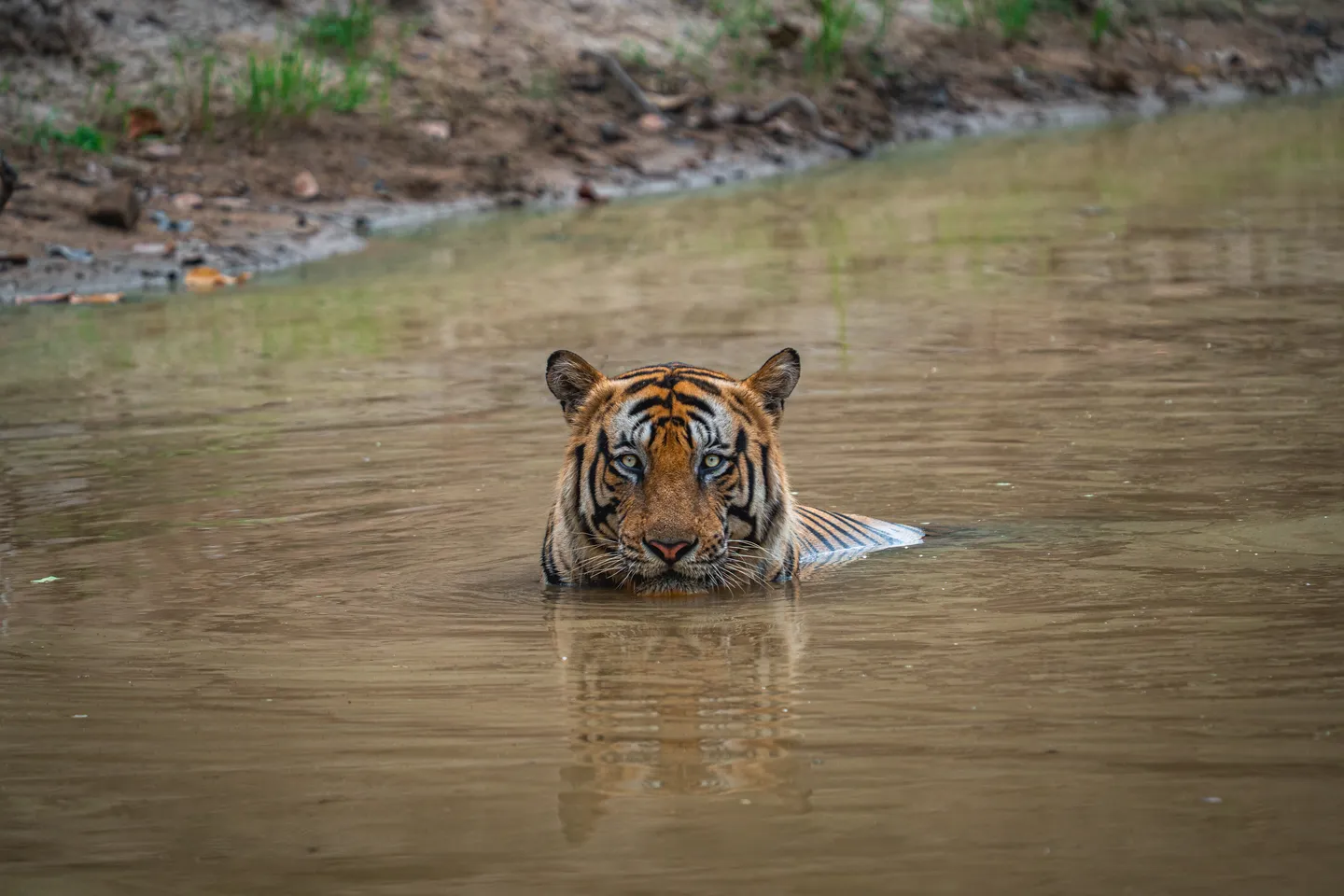 Bengal tiger lying in a waterhole in Bandhavgarh National Park