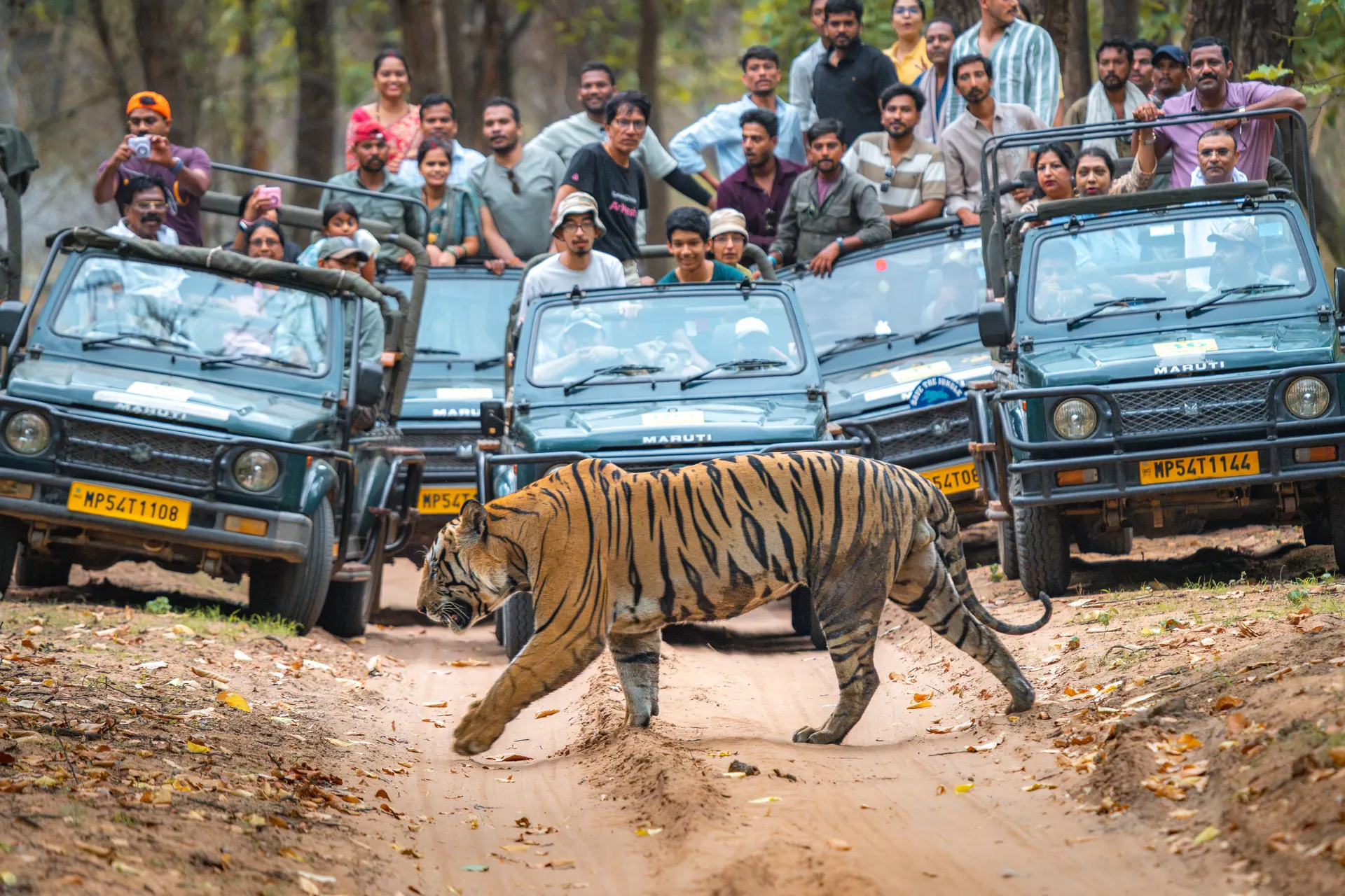 A tiger crossing a forest track in front of safari jeeps in Bandhavgarh
