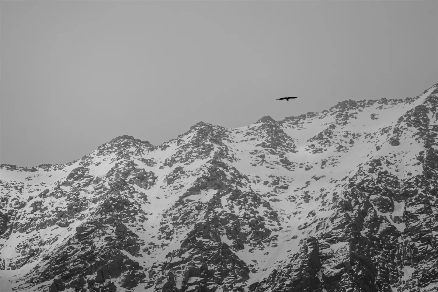Black and white view of snowy Dhauladhar peaks with a vulture flying above