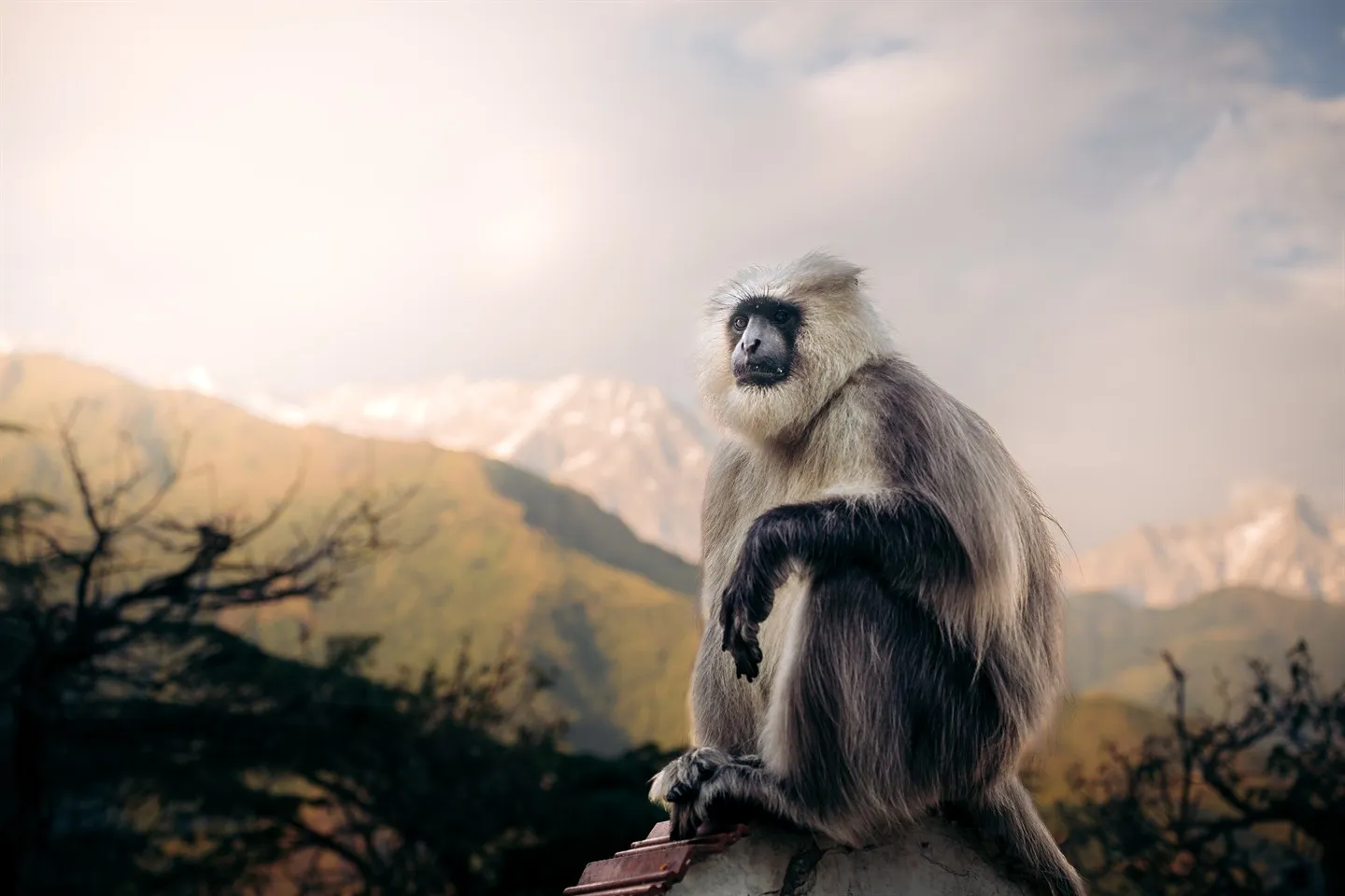 Grey langur monkey sitting above the valley at sunset with mountains behind