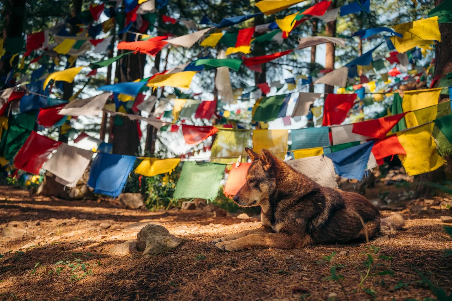 Dog resting under colourful prayer flags in a pine forest in Dharamshala