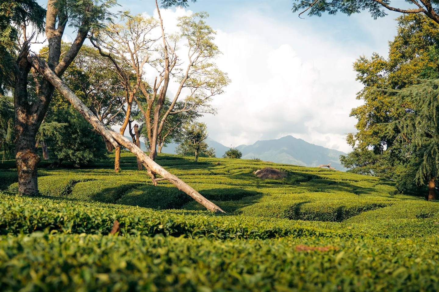 Green tea garden with trees on a hillside near Dharamshala